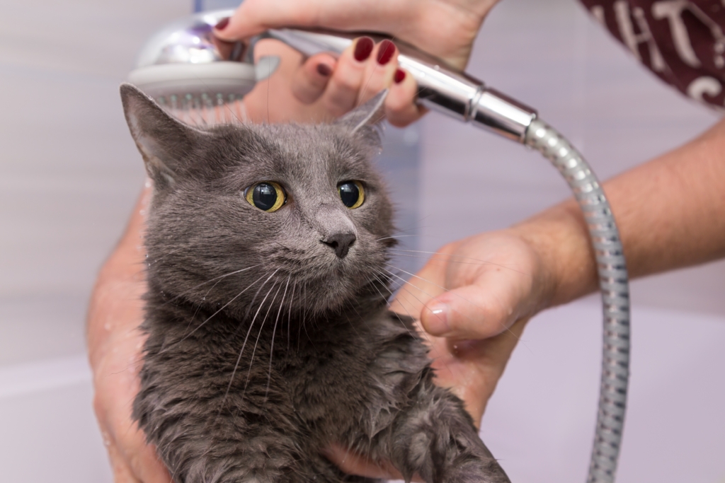 Cat being washed with hand shower