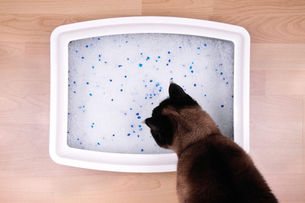 cat examines kitty litter box with eco-friendly silicate litter