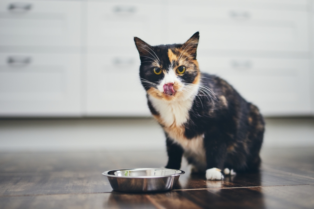 Hungry cat sitting next to bowl of food at home kitchen and looking at camera.