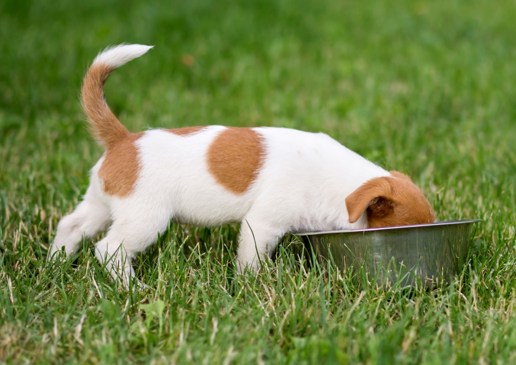 puppy eating from bowl