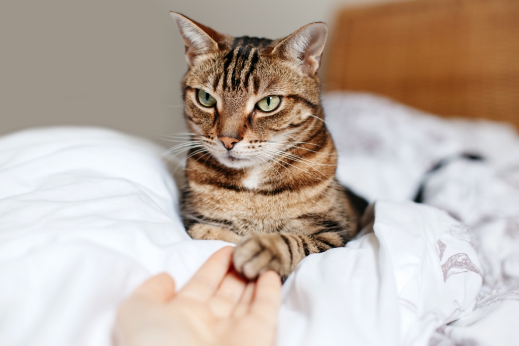 Cat holding person's hand with its paw