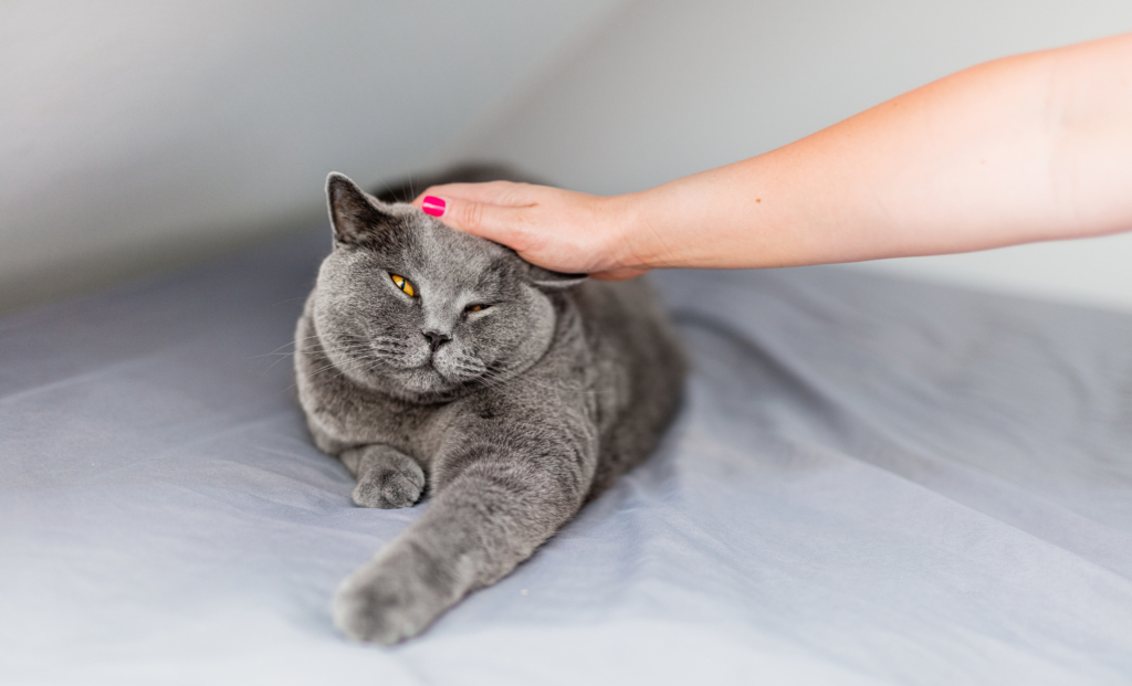 Stroke and pet a cat. Woman hand stroking British cat who is lying relaxed on bed.