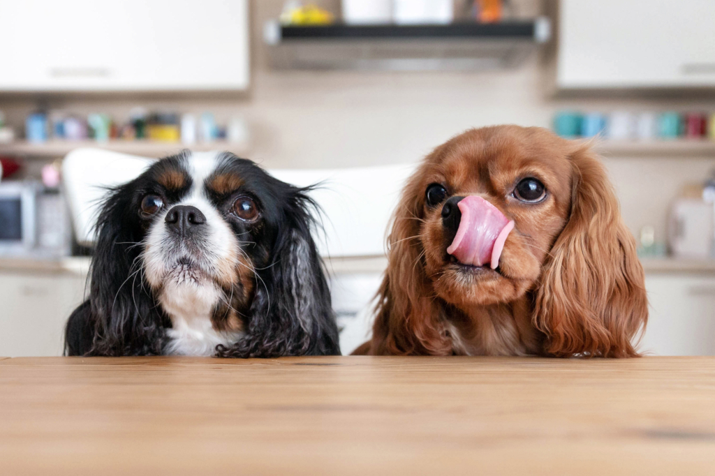 two dogs sitting at a table