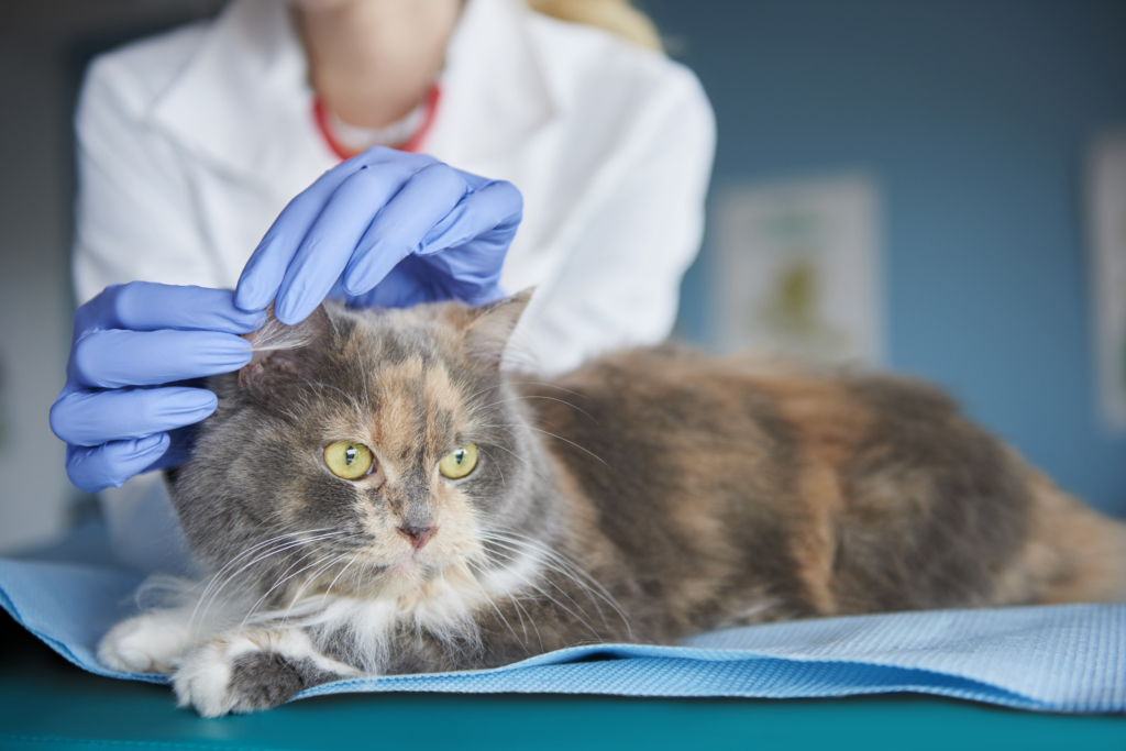 Cat getting ears checked