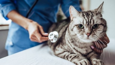 Preparing Your Cat For a Vet Visit