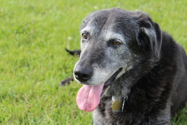 Caring For Senior Dogs