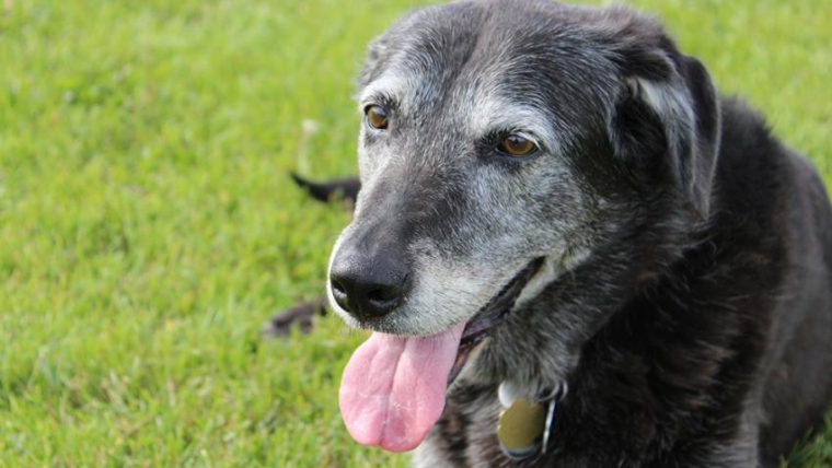 Caring For Senior Dogs