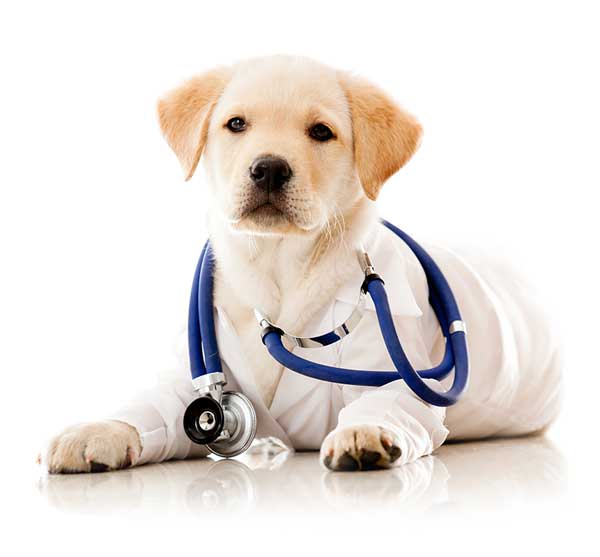 Services – PetVet Clinic ~ Full Service Veterinary Hospital