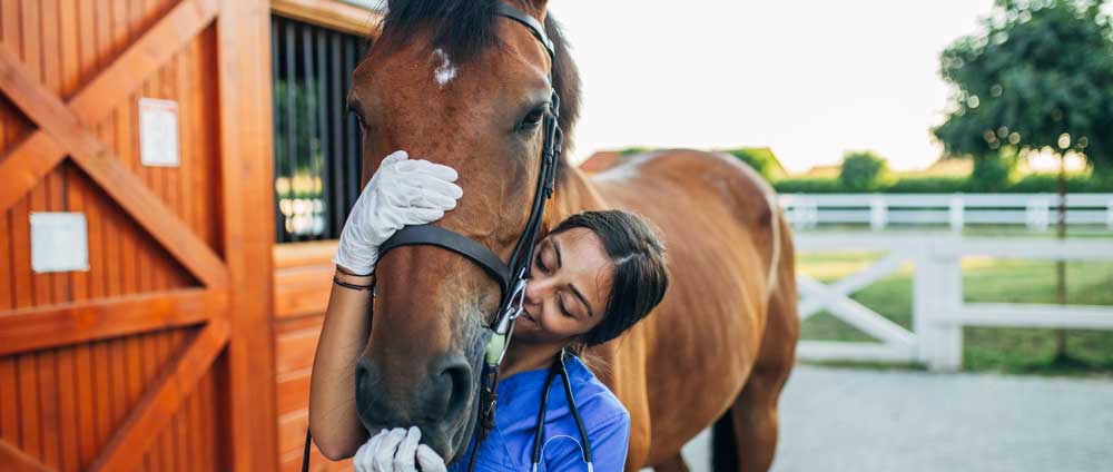 Equine Services