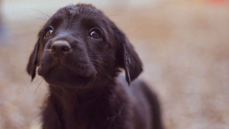 What to do after you adopt your first puppy