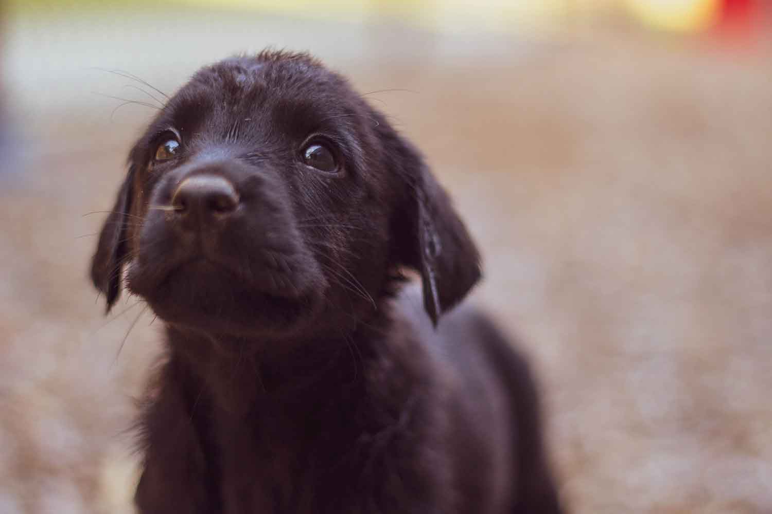 What to do after you adopt your first puppy