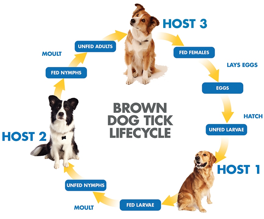 tick life cycle