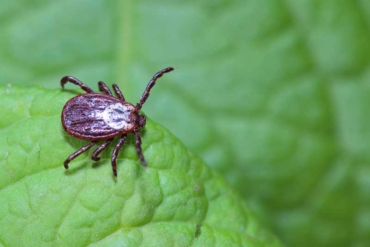 Tick Fever Explained