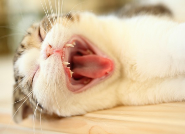 cat dental hygiene