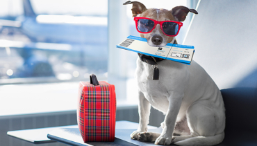 Flying with your Pet: Everything You Need To Know