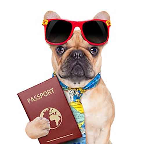 pet passport