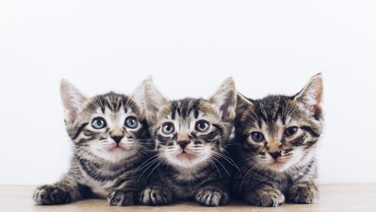 Everything You Should Know Before Adopting A Kitten