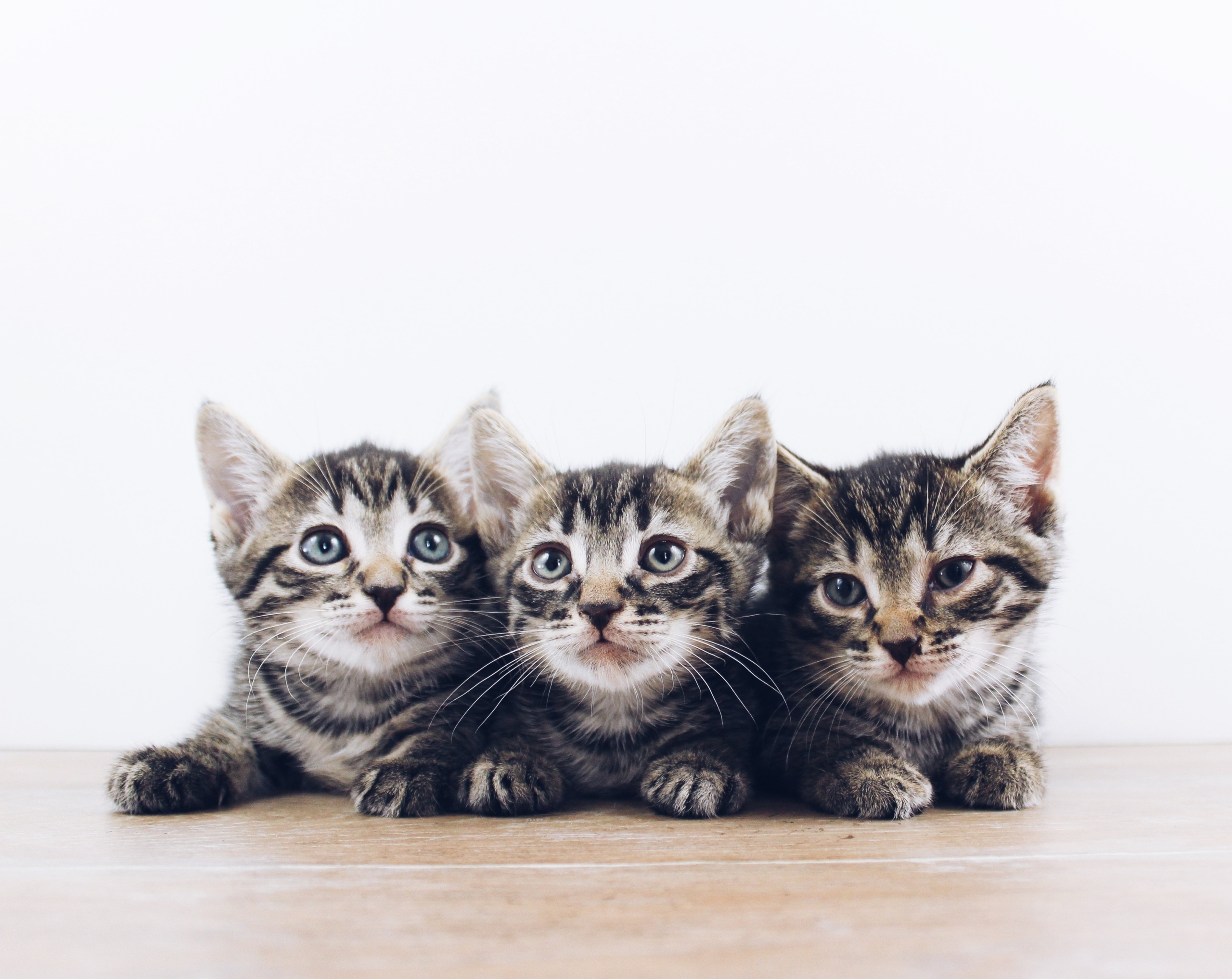 Everything You Should Know Before Adopting A Kitten