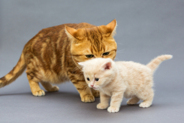 5 Things You Should Know About Postnatal Care for Cats
