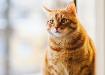 9 Ways to Tell if Your Cat is Pregnant