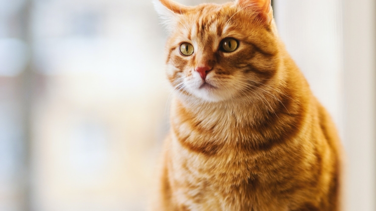 9 Ways to Tell if Your Cat is Pregnant