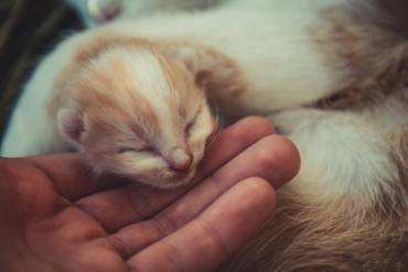 5 Ways to Look After The Weakest Kitten