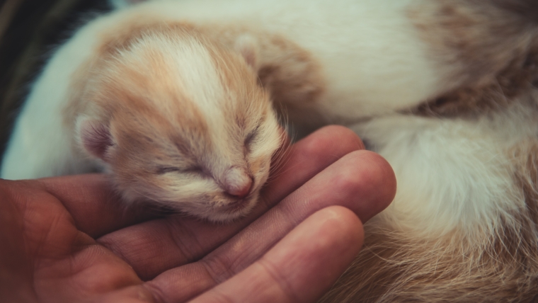 5 Ways to Look After The Weakest Kitten