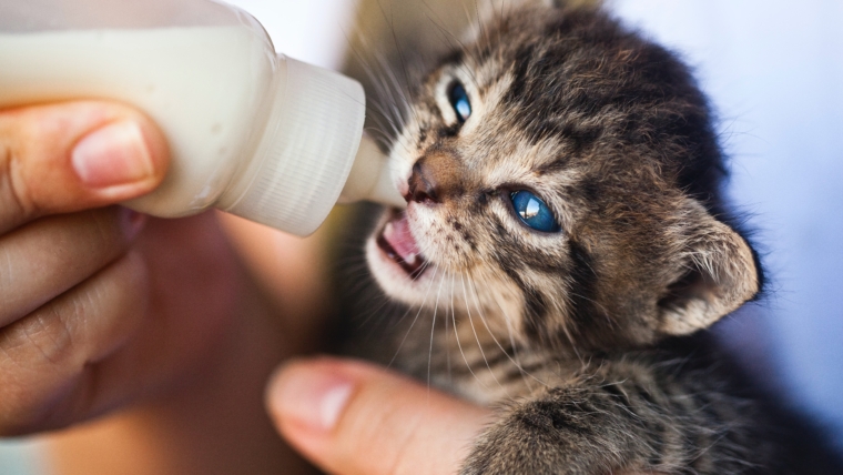 5 Steps to Bottle Feeding a Kitten