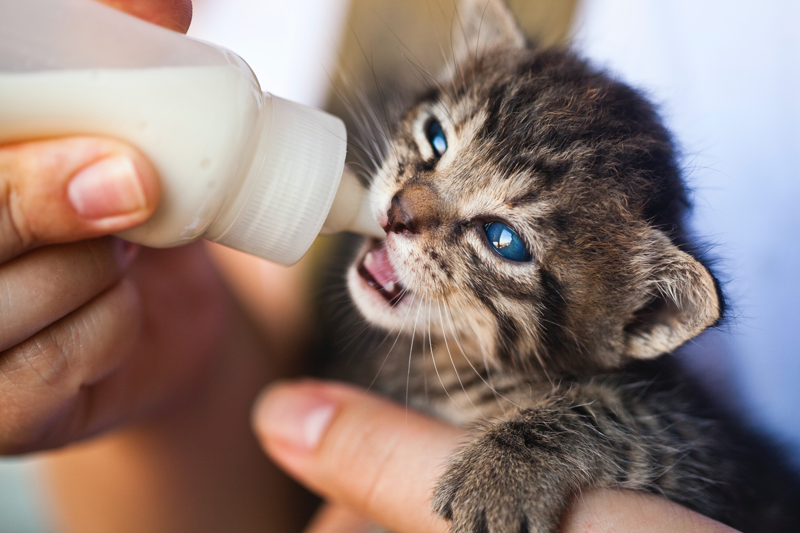 5 Steps to Bottle Feeding a Kitten