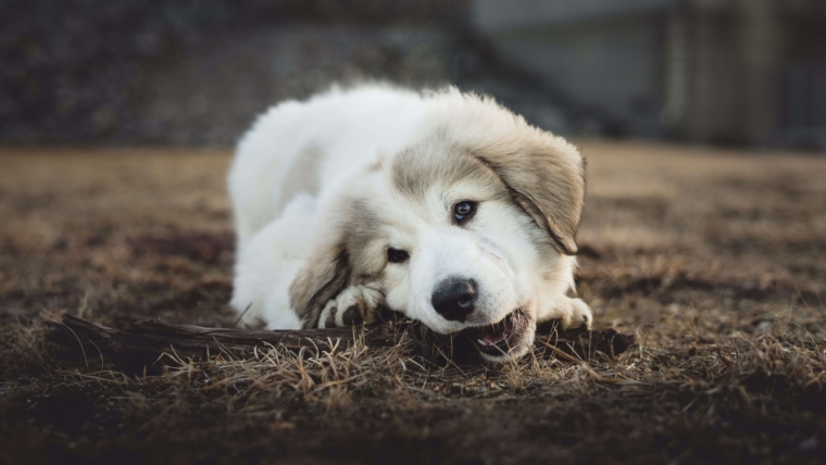 4 Reasons Why Your Dog Rips Everything 