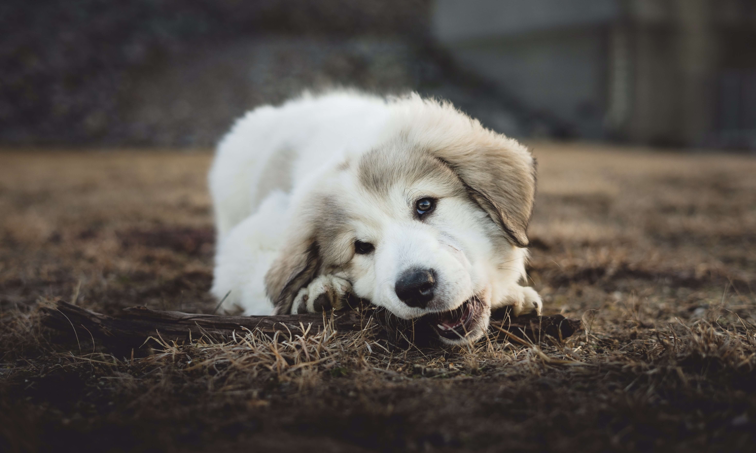 4 Reasons Why Your Dog Rips Everything 