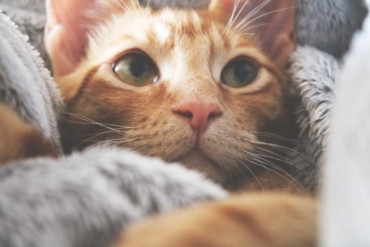 The Art of Purring: 5 Common Reasons Why Cats Purr