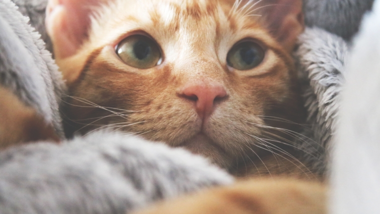 The Art of Purring: 5 Common Reasons Why Cats Purr