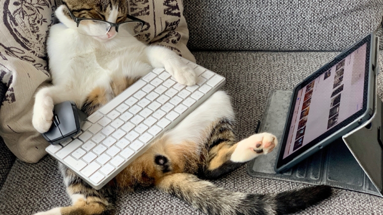 6 Ways to Make Working From Home Easier When You Have Pets