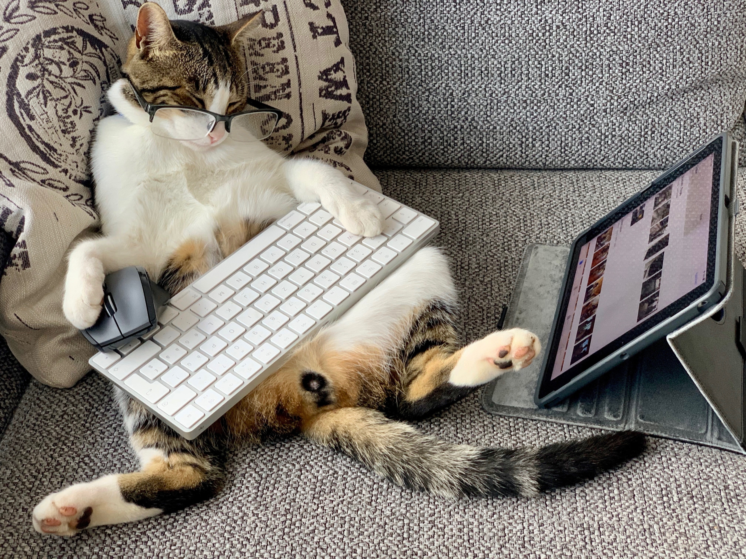 6 Ways to Make Working From Home Easier When You Have Pets