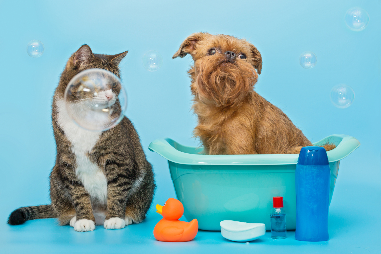 5 Reasons Why Pet Grooming is Important PetVet Clinic Full Service