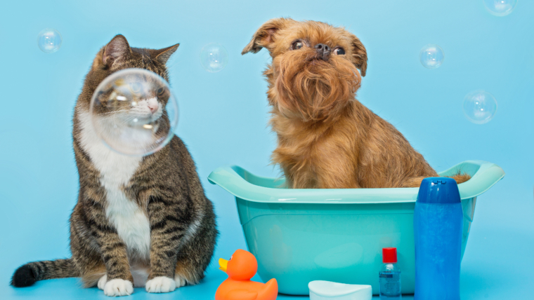 5 Reasons Why Pet Grooming is Important