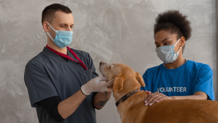 The Ultimate Guide to Dog Vaccinations