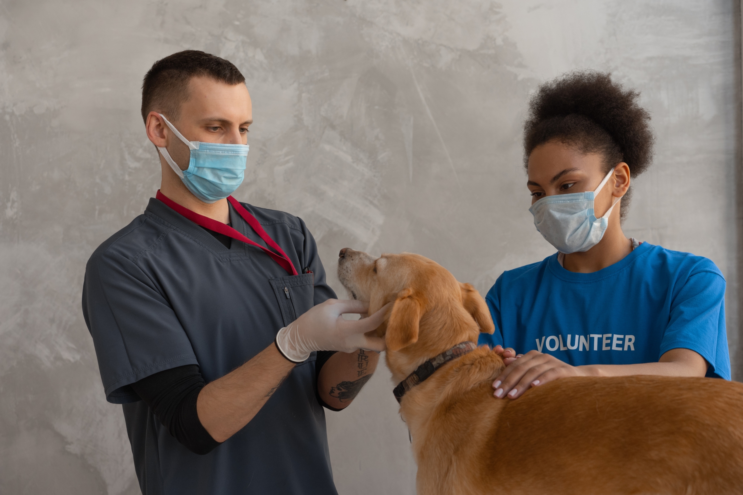 The Ultimate Guide to Dog Vaccinations