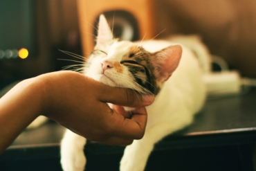 The Ultimate Guide to Cat Vaccinations