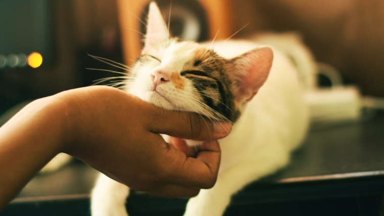 The Ultimate Guide to Cat Vaccinations