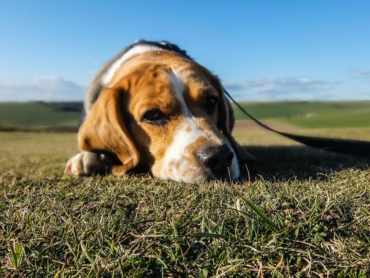 ￼Depression in Dogs: Causes, Signs, Symptoms, and Solutions