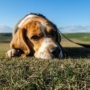 ￼Depression in Dogs: Causes, Signs, Symptoms, and Solutions