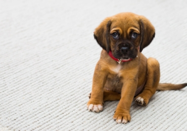 5 Ways to Clean Pet Urine Odor and Stains