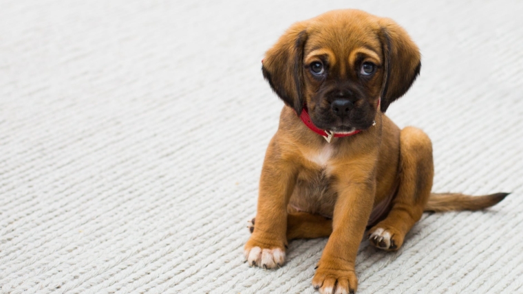 5 Ways to Clean Pet Urine Odor and Stains