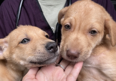 Annual Free Anti-Rabies Vaccination Program