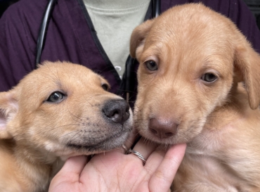 Annual Free Anti-Rabies Vaccination Program