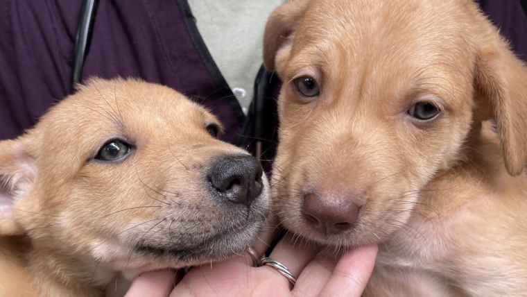 Annual Free Anti-Rabies Vaccination Program