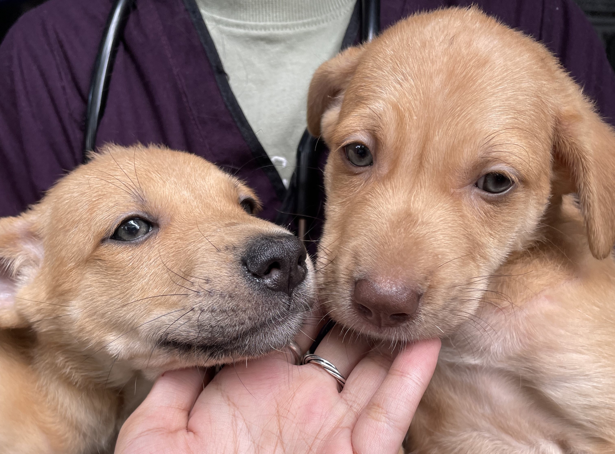 Annual Free Anti-Rabies Vaccination Program